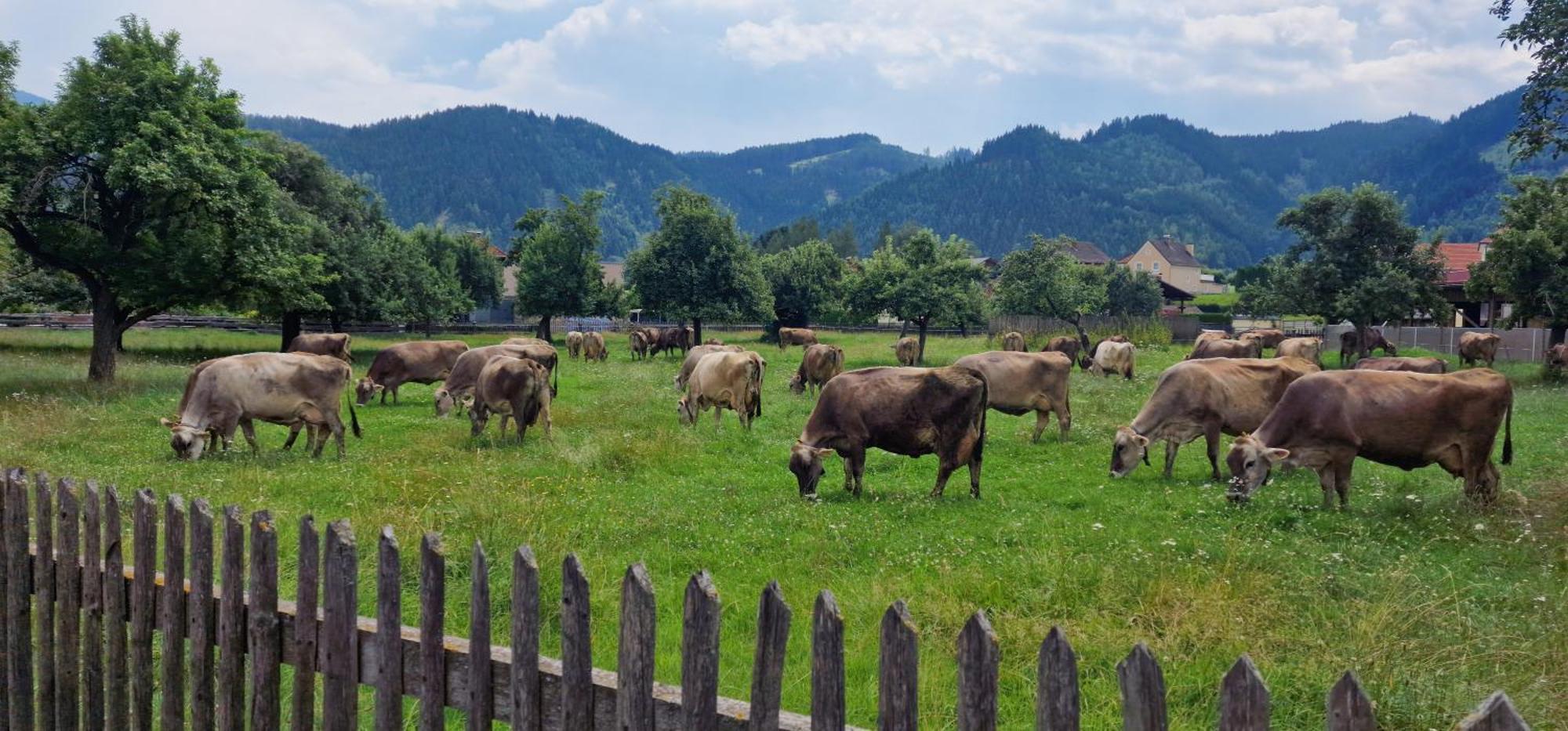 Flat Bull Appartement Mit Garten Sankt Lorenzen bei Knittelfeld Bagian luar foto